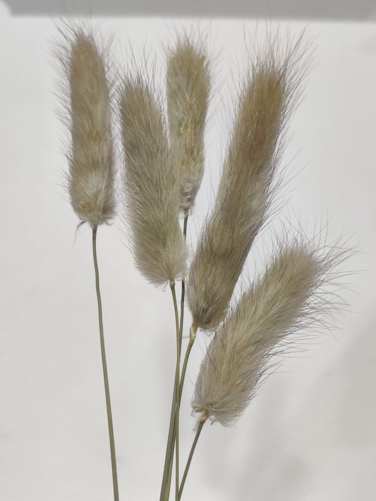 Bunny Tails Brown colour Pack of 5