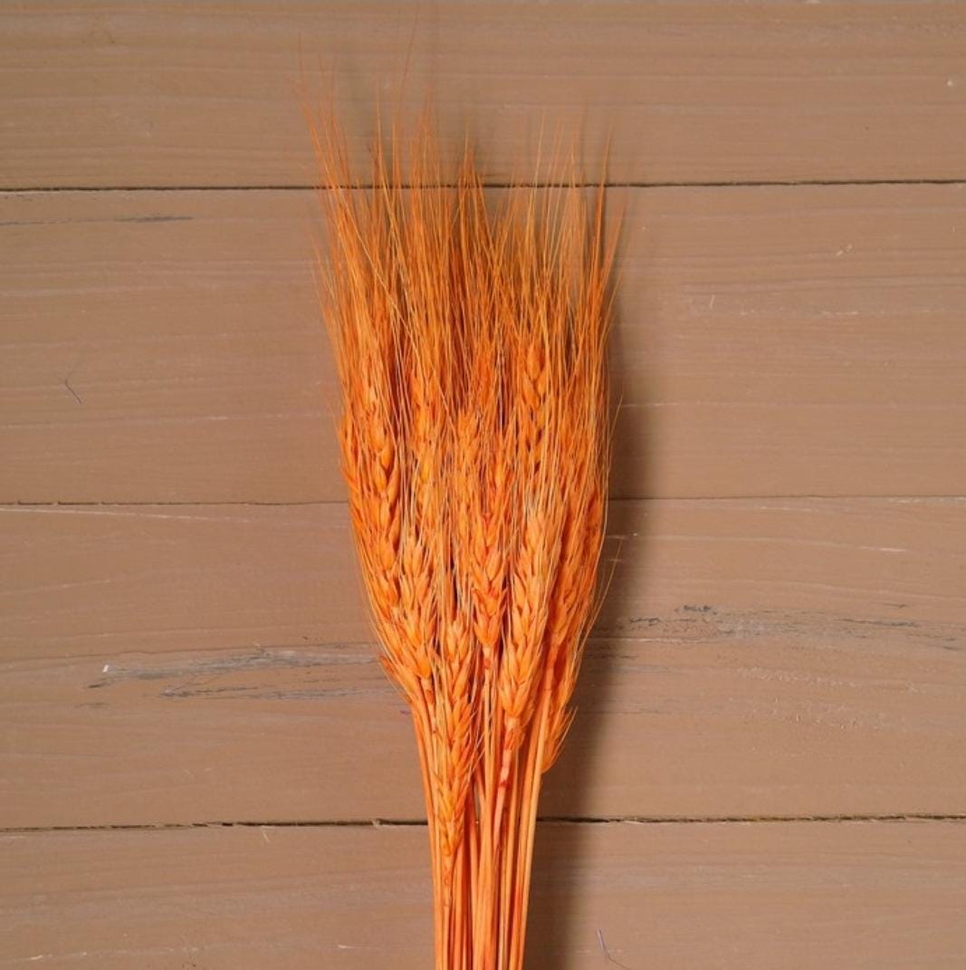 Dried Wheat Grass Pack of 25