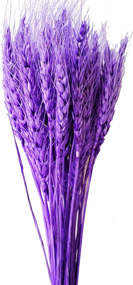 Purple Dried Wheat Grass Approx 50