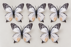 White & Black Butterfly Set of 5
