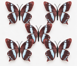 Brown Blue Butterfly  Set of 5