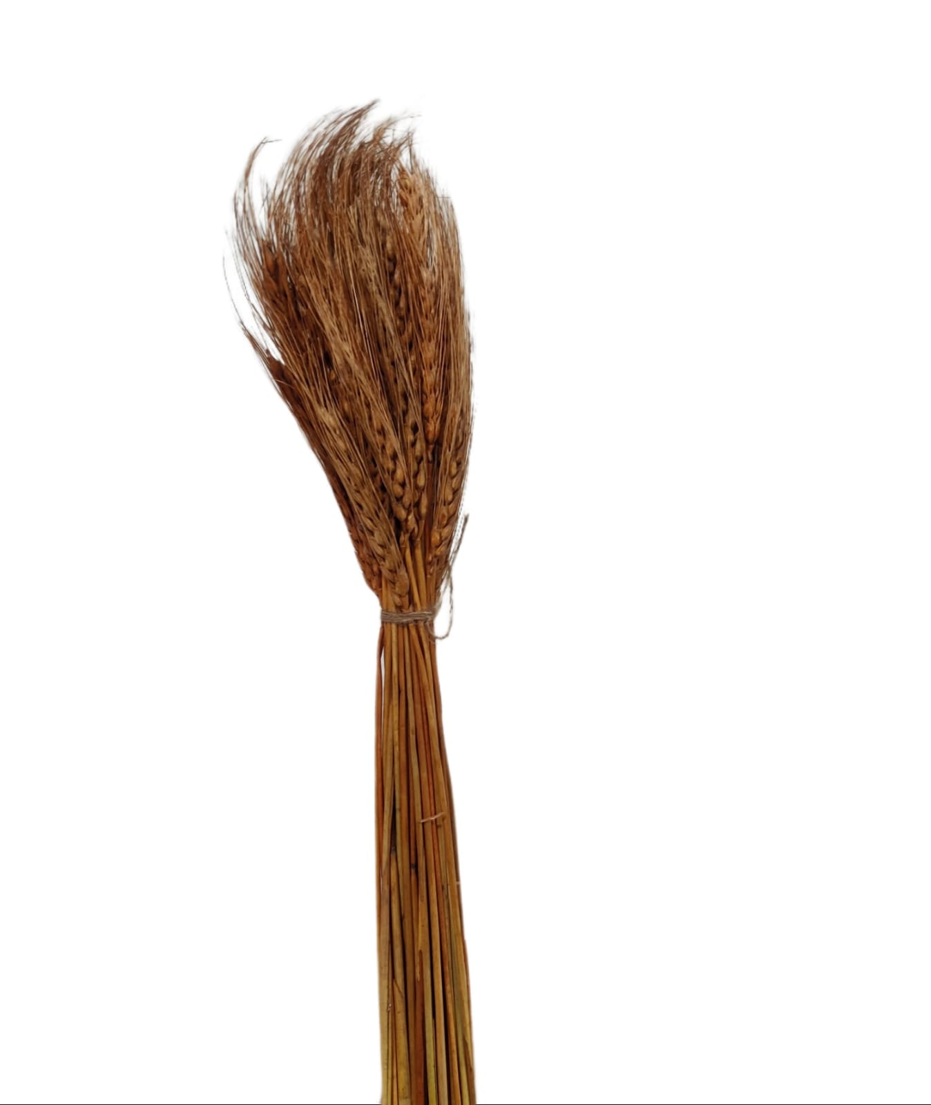 Brown Dried Big Wheat Grass Approx 50