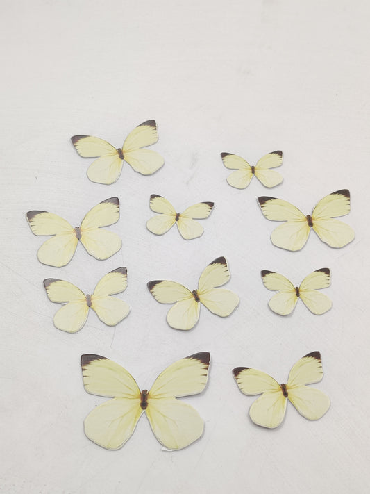 Yellow butterfly pack of 10