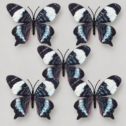 Black Butterfly Set Of 5