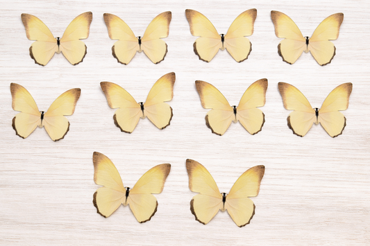 Butterfly Pack Of 10 Yellow