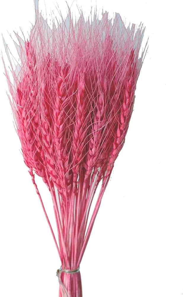 Pink Dried Big Wheat Grass Approx 50