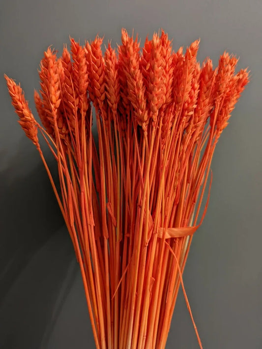 Orange Dried Big Wheat Grass Approx 50