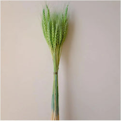 Green Dried Wheat Grass Approx 50