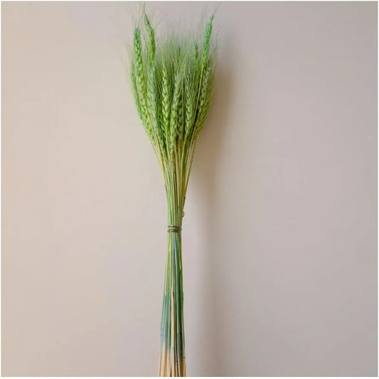 Green Dried Wheat Grass Approx 50