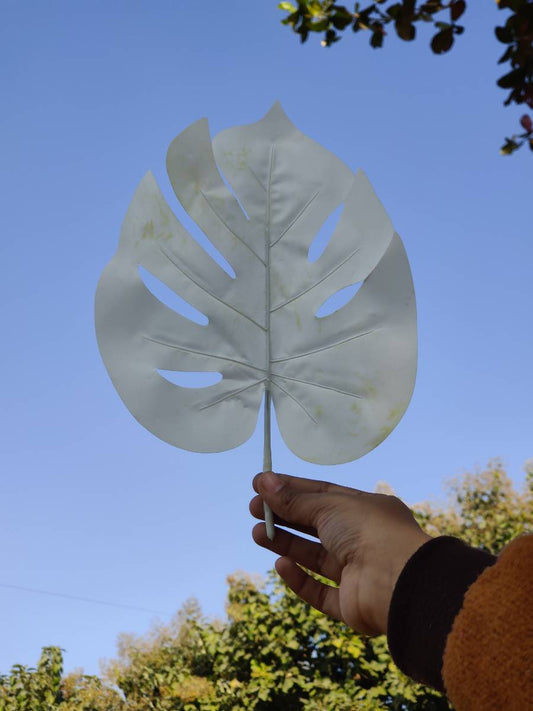 White large tropical pointed leaf