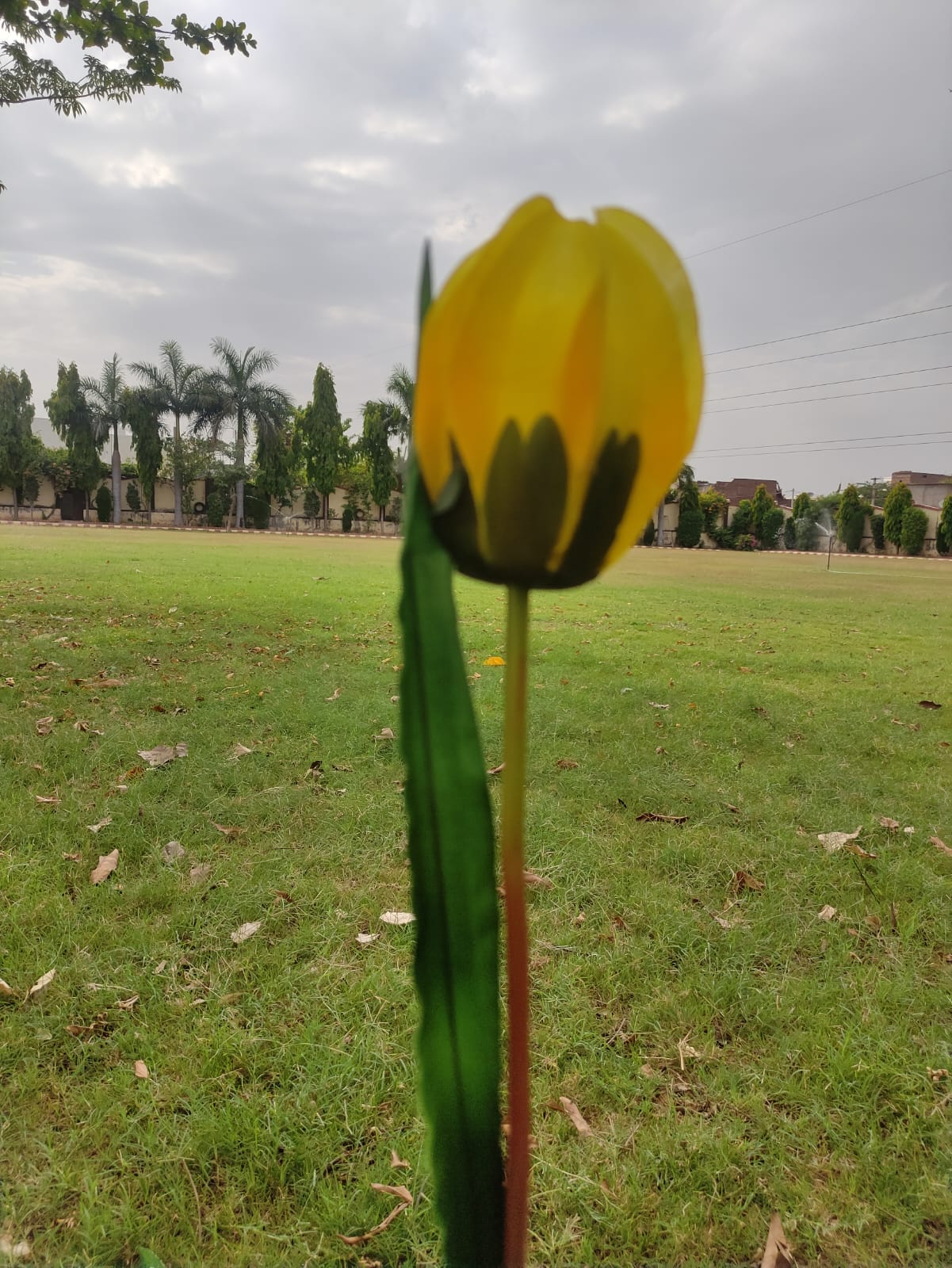 Artificial Tulip Flower